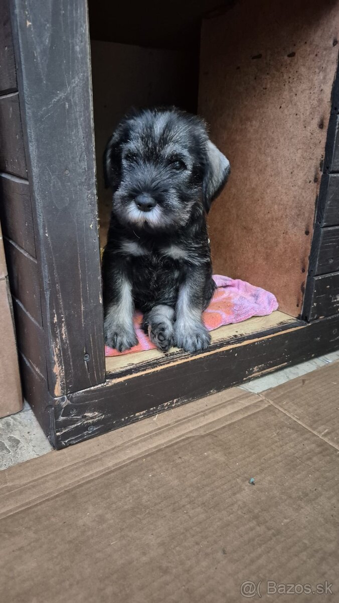 Knírač střední pepř a sůl, štěňata s PP - 4