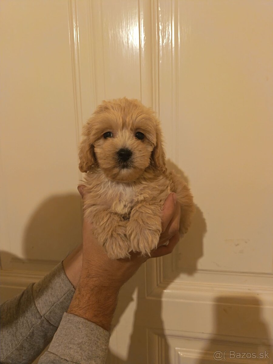 Maltipoo fenka / chalpec - 4