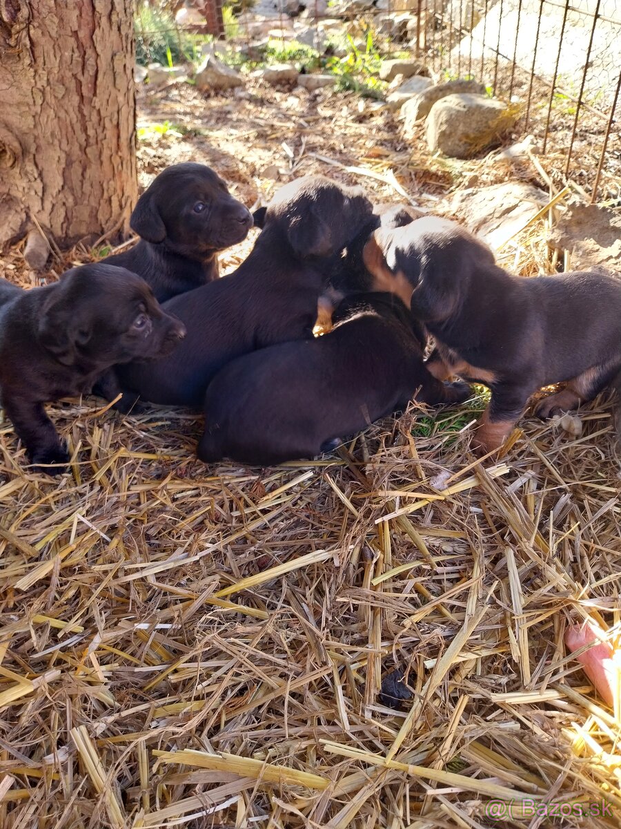 Šteniatka jazvečìka dlhosrstého - 4