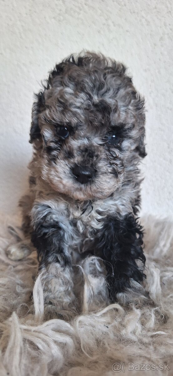 Trpaslíči pudel pudlik - 4