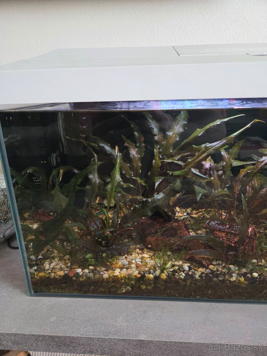 Predám akvárium aj s rybickami - 4