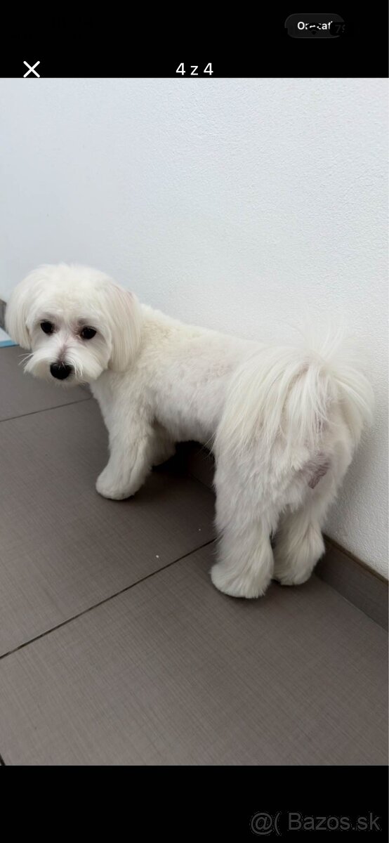 Psicek maltezacik - 4