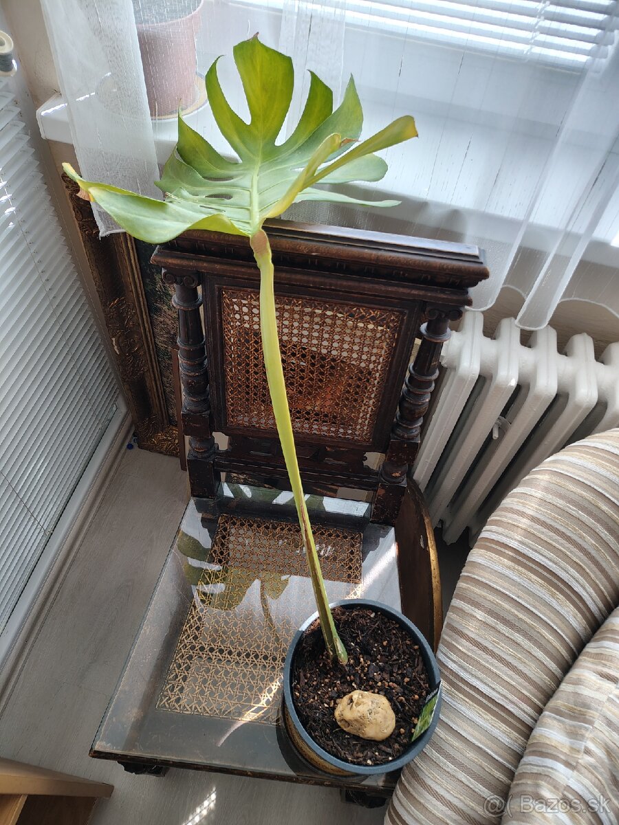 Monstera deliciosa - 4