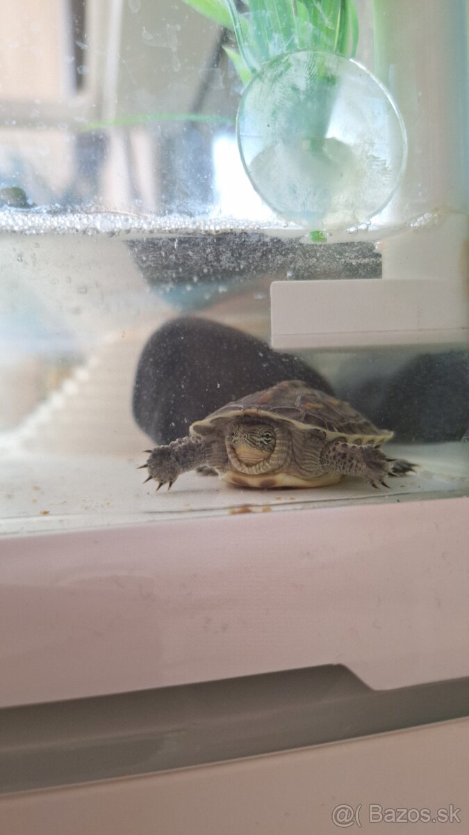 Korytnačky a akvárium - 4