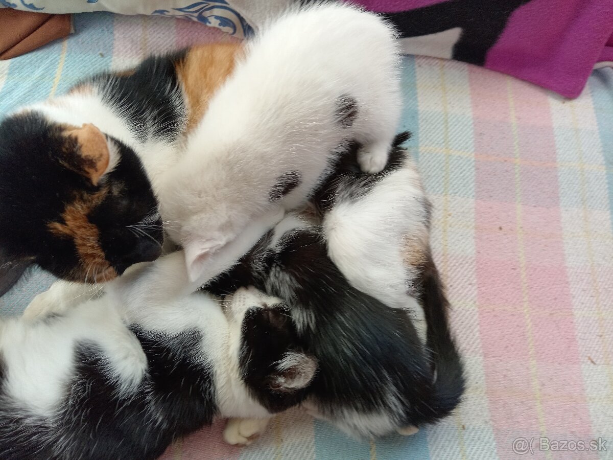 Darujeme mačiatka - 4