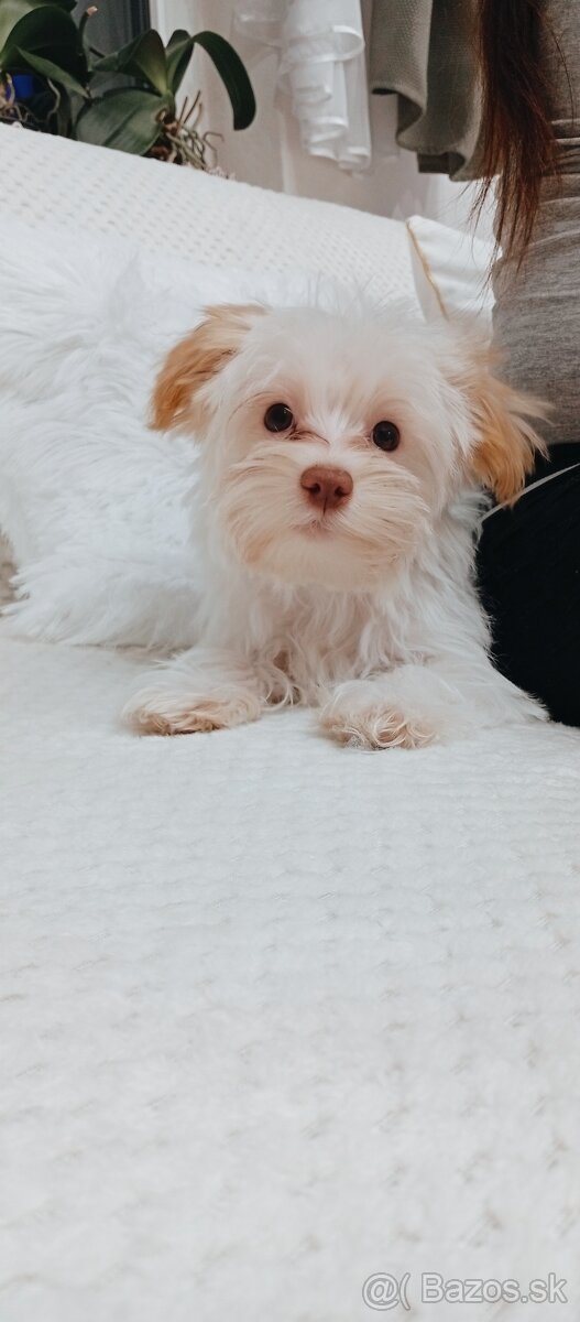 Yorkshire terrier golddust - 4