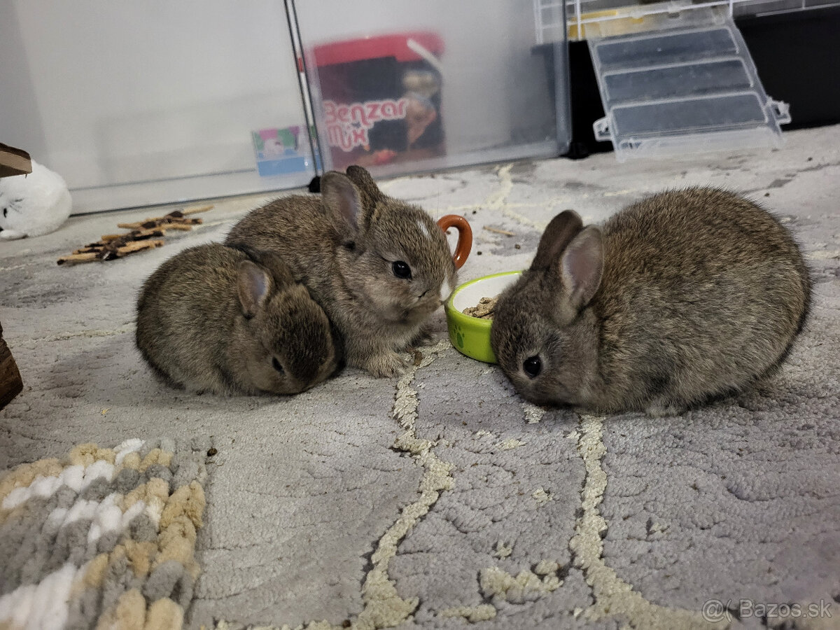 Trpasličí/zakrslý králik - 4