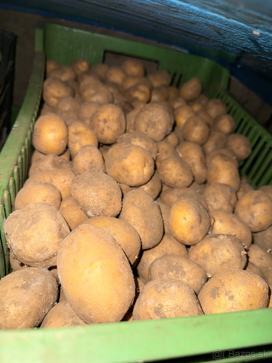 Sadbové zemiaky soraya - 4