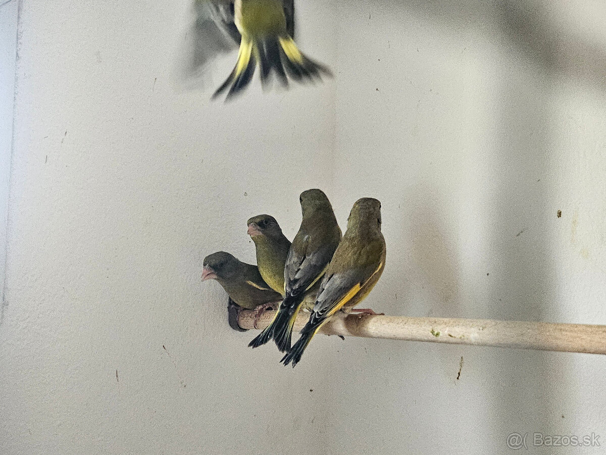 Predám Zelienky - 4