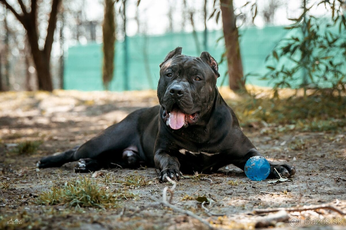 American Bully XL krytie - 4