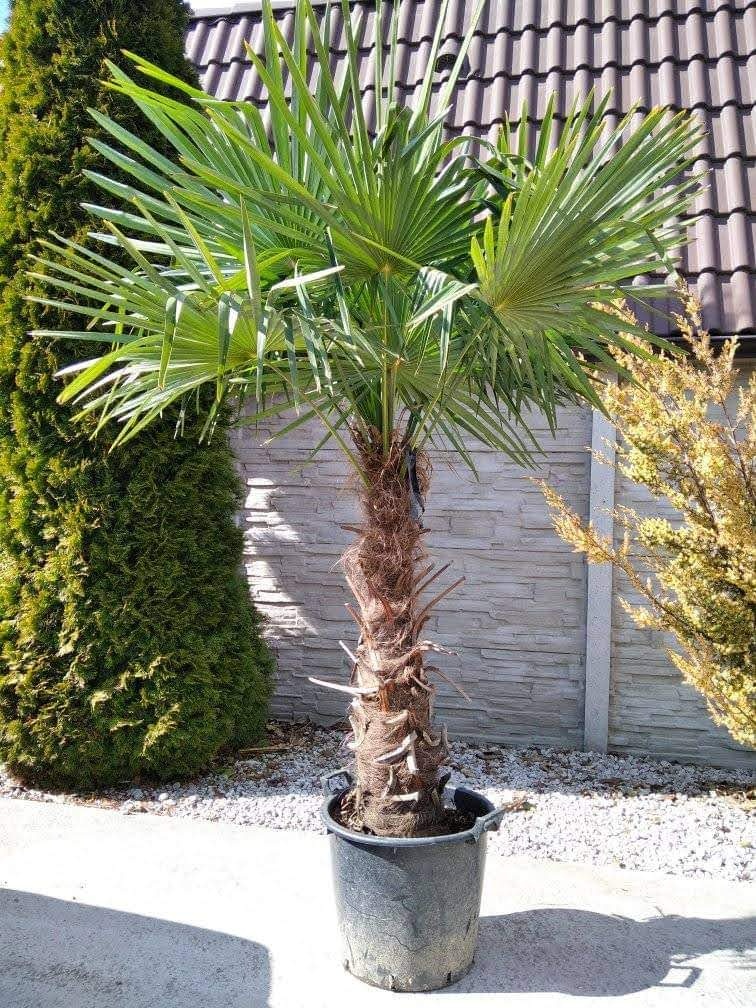 Mrazuvzdorne palmy Trachycarpus Fortunei - 4