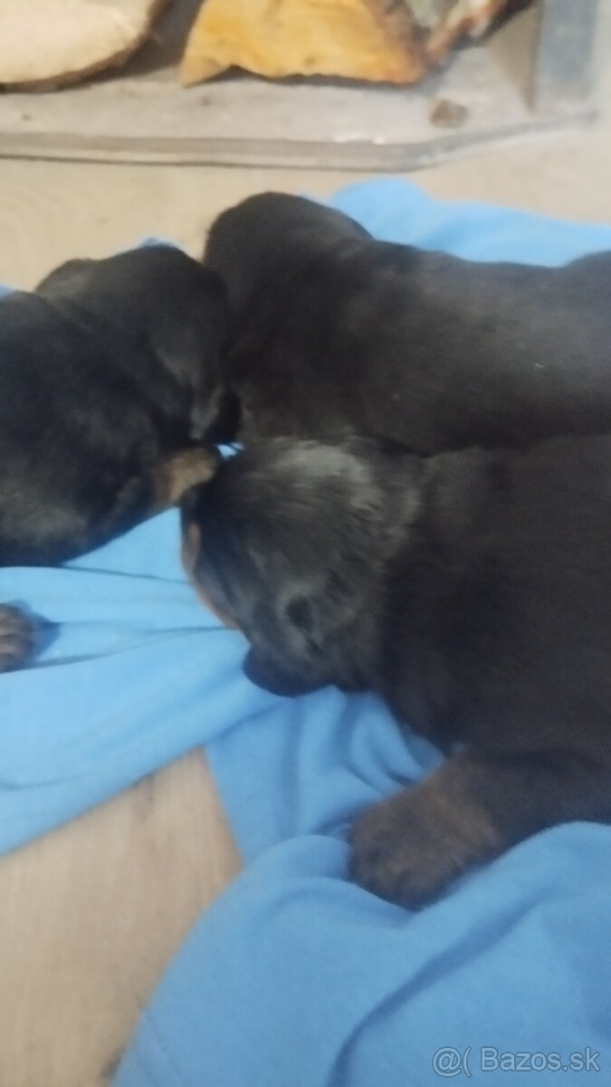 Rotvajler Bersky salašnícky - 4