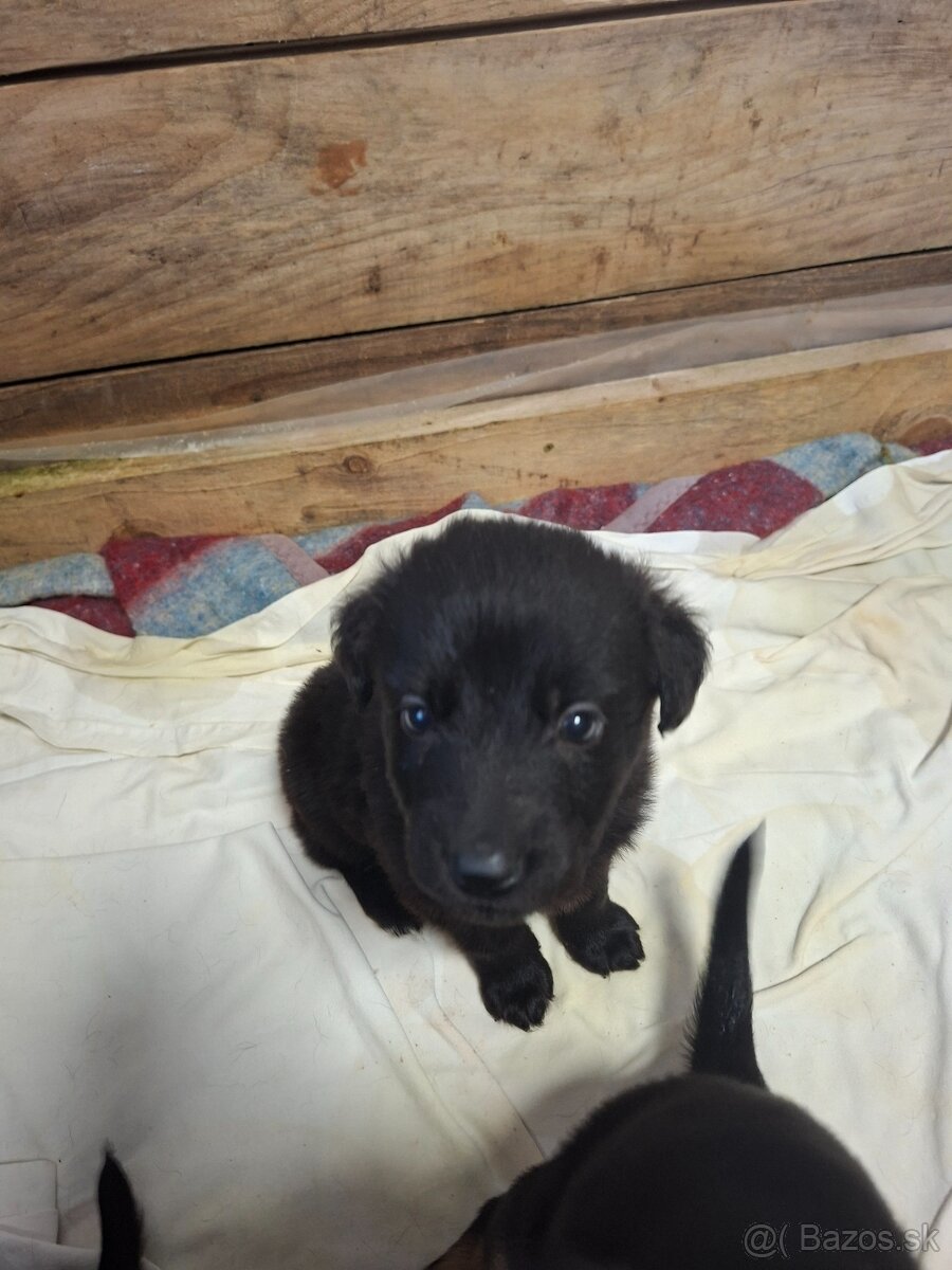 Darujem šteniatka - 4