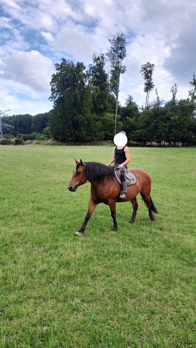 Predám chladnokrvnú kobylu - 4