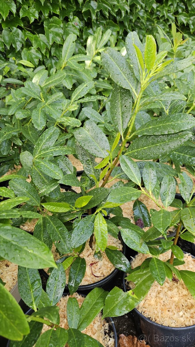 Vavrinovec lekársky - novita - 4