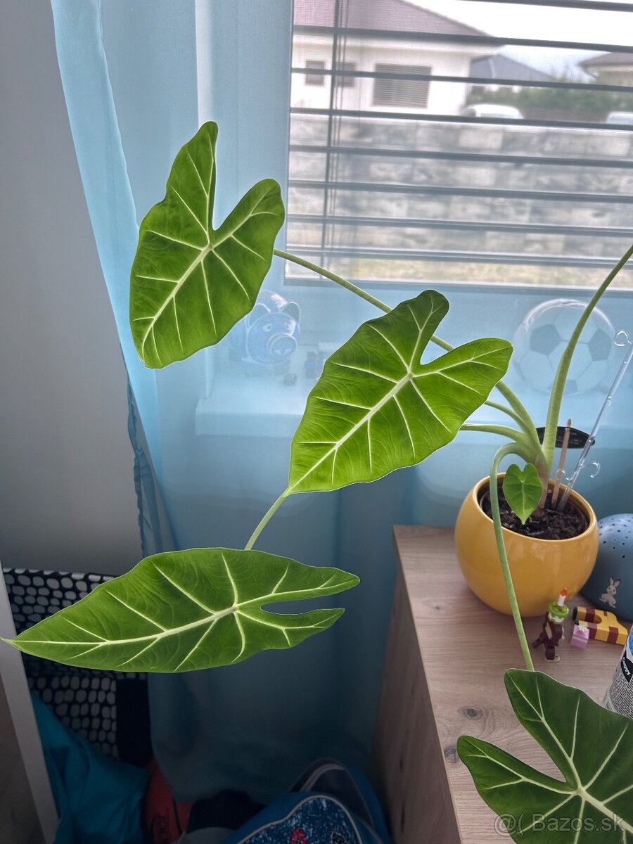 Izbové rastliny menšie - 4