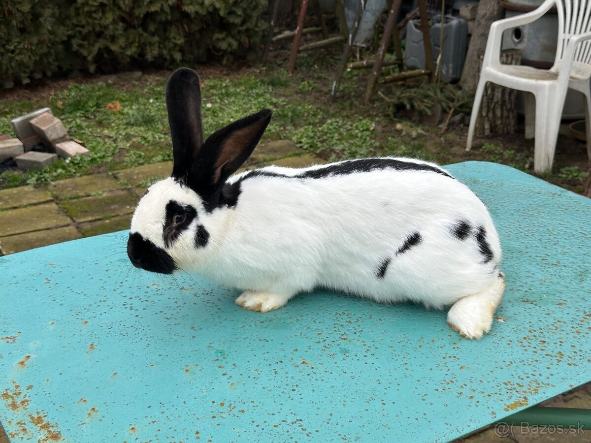 Nemecký strakač - 4