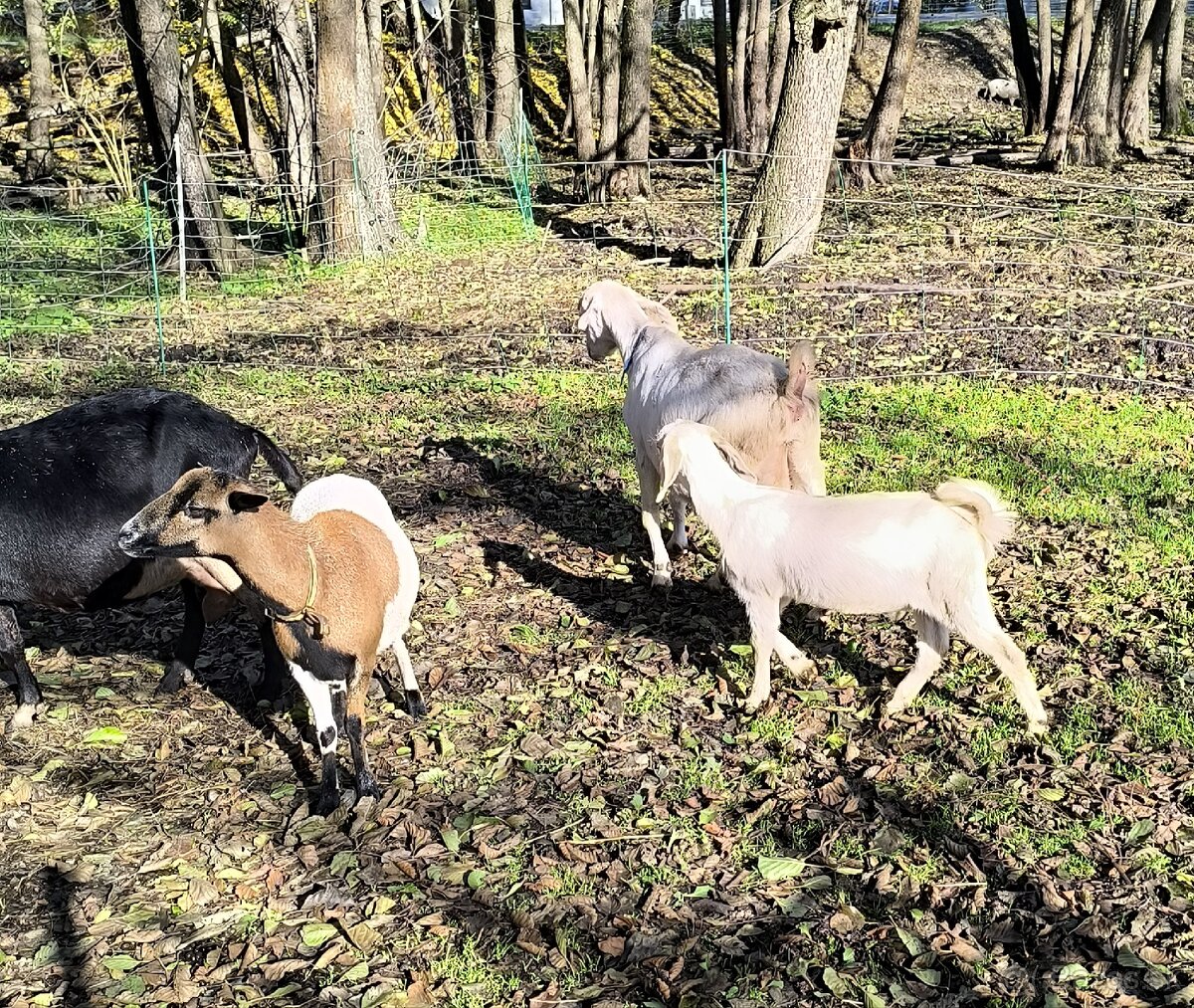 Kamerunska ovečka Anglonubijske kozy - 4