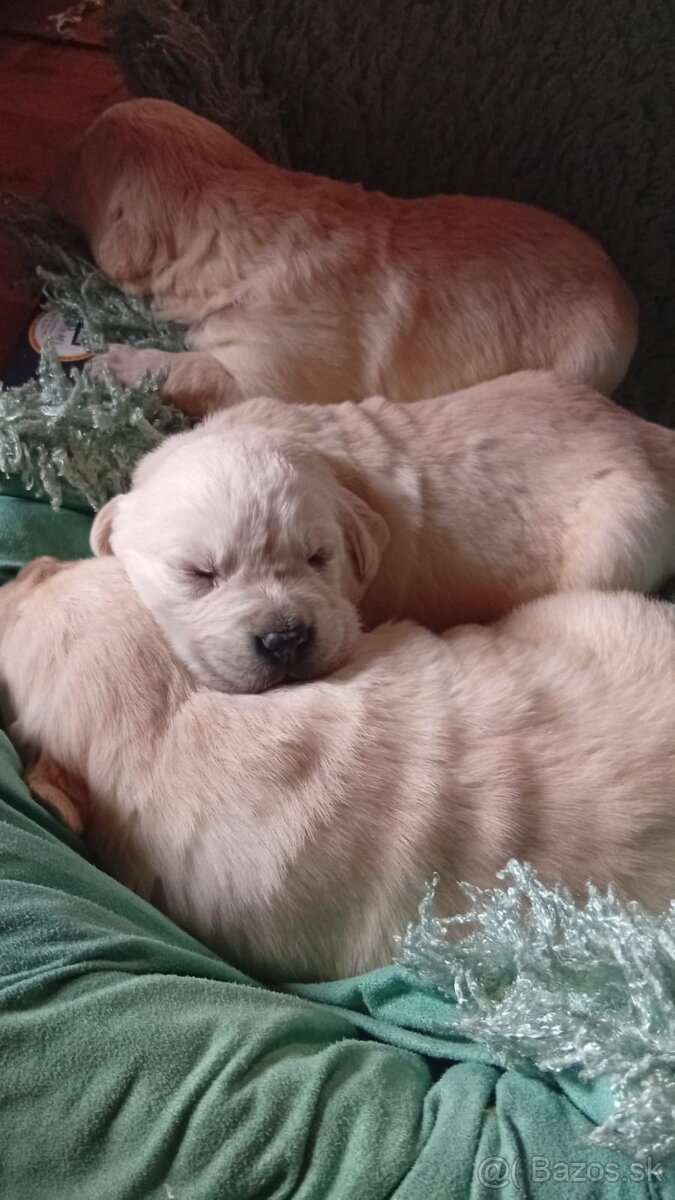 Zlatý retriever - 4