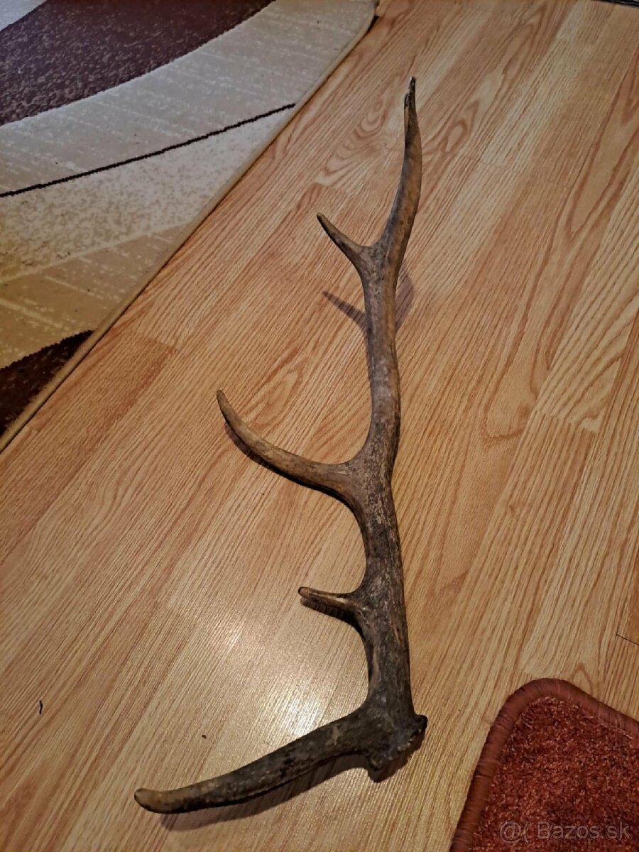 Predám parožie zhody - 4