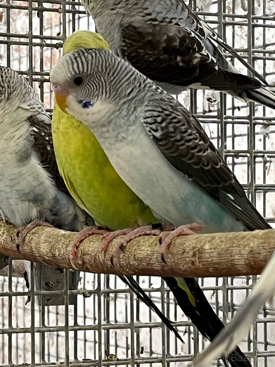 Blackwing andulky - 4