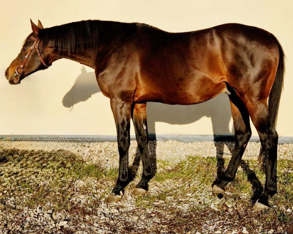 Perspektívna kobyla ST do chovu/športu - 4