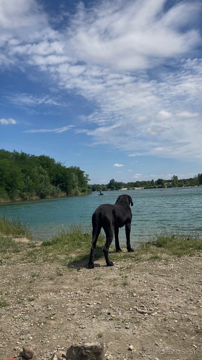 Darujem do dobrých rúk fenku cane corso - 4