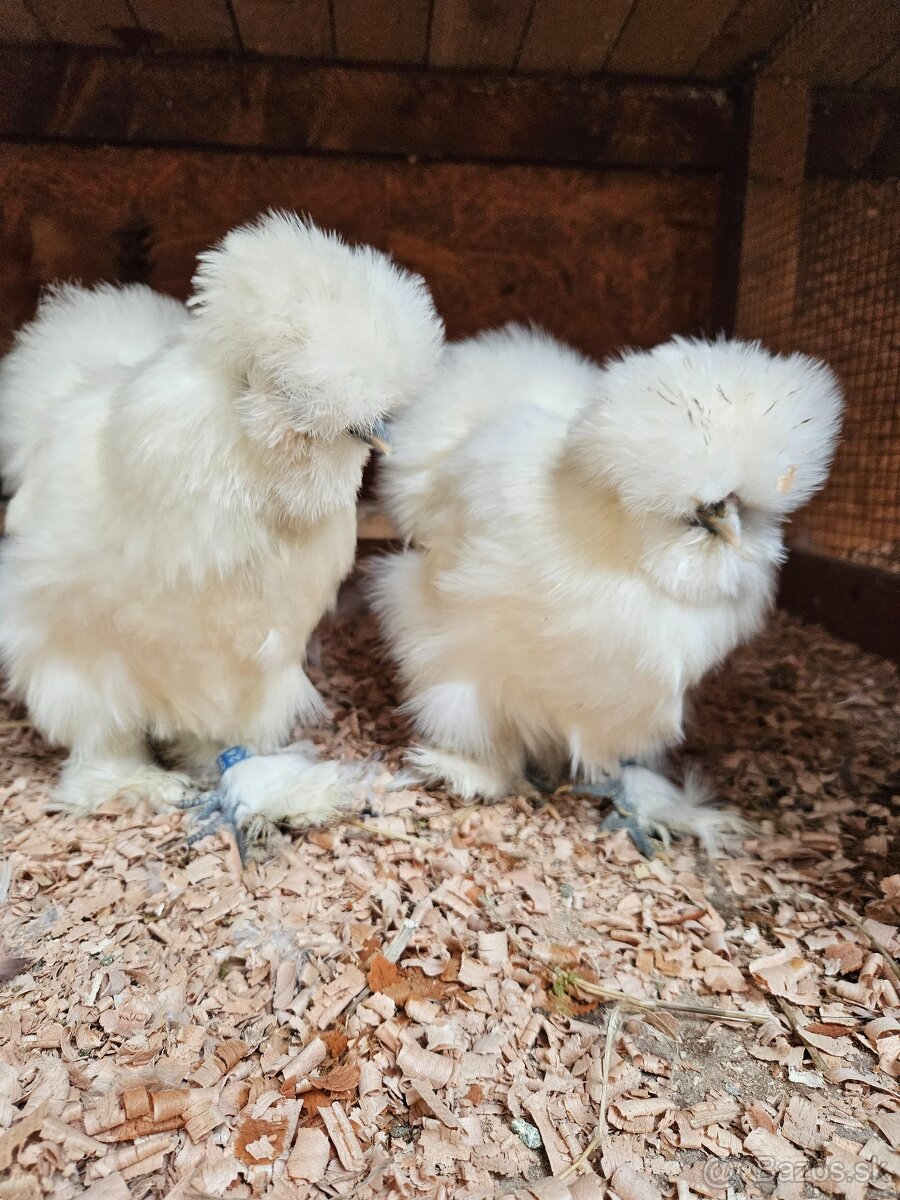 Hodvabnicky vajcia - 4