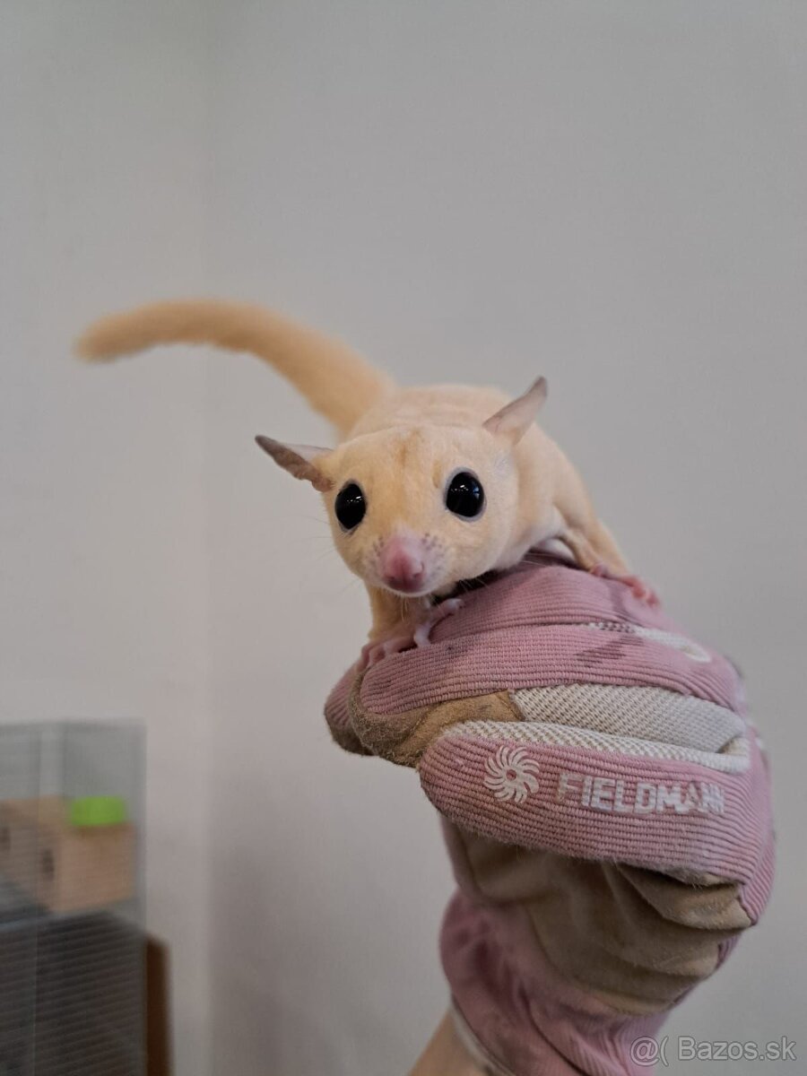 Predám veveričky - 4