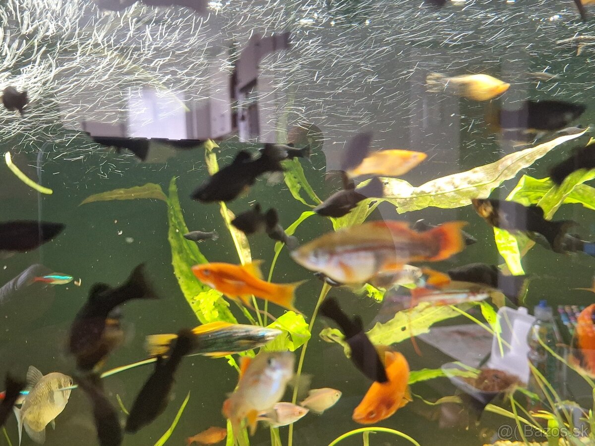 Predám black molly - 4