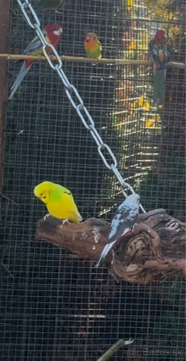 Andulky zelené , čierno krídle , žlté - 4