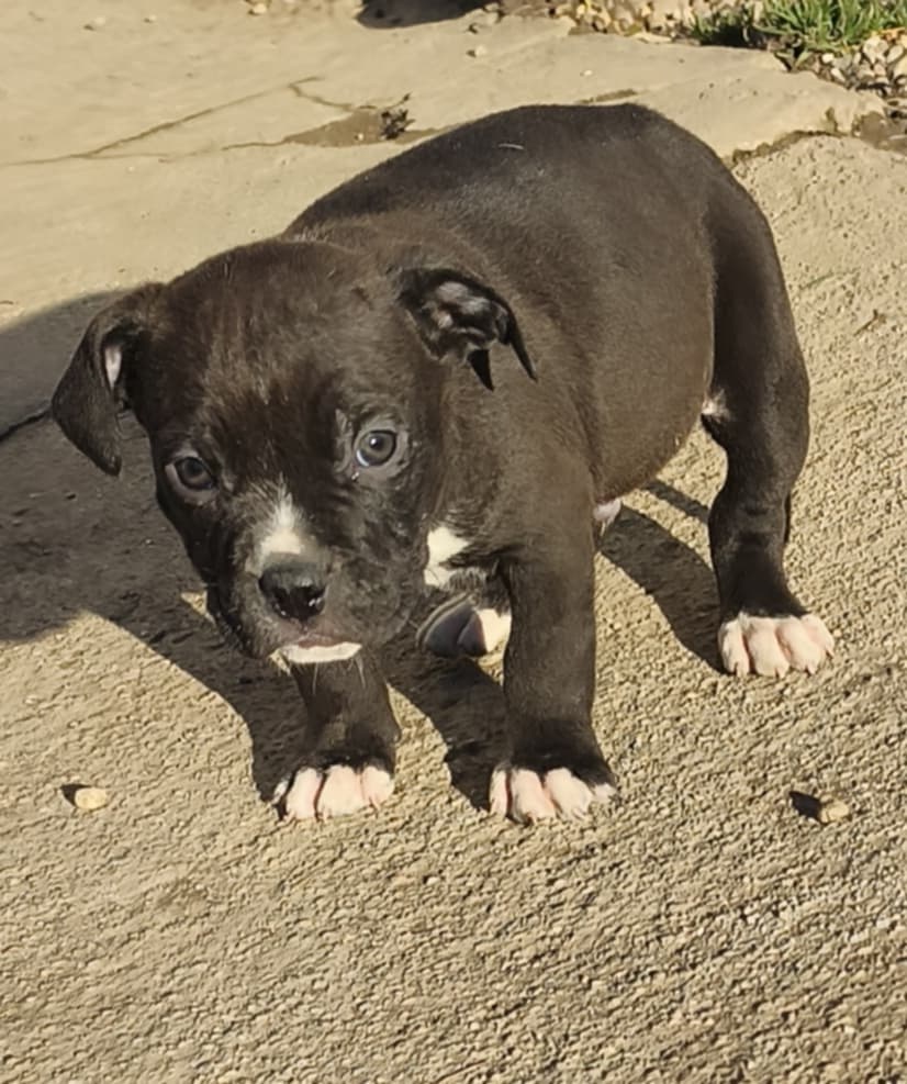 American Bully XL - 4