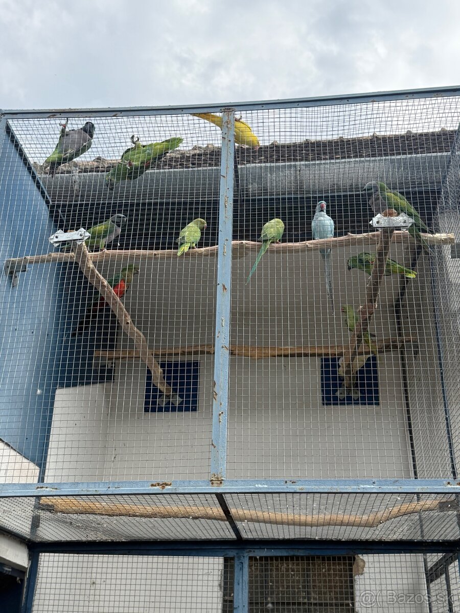 Amazonan modrocely (Amazona aestiva) - 4