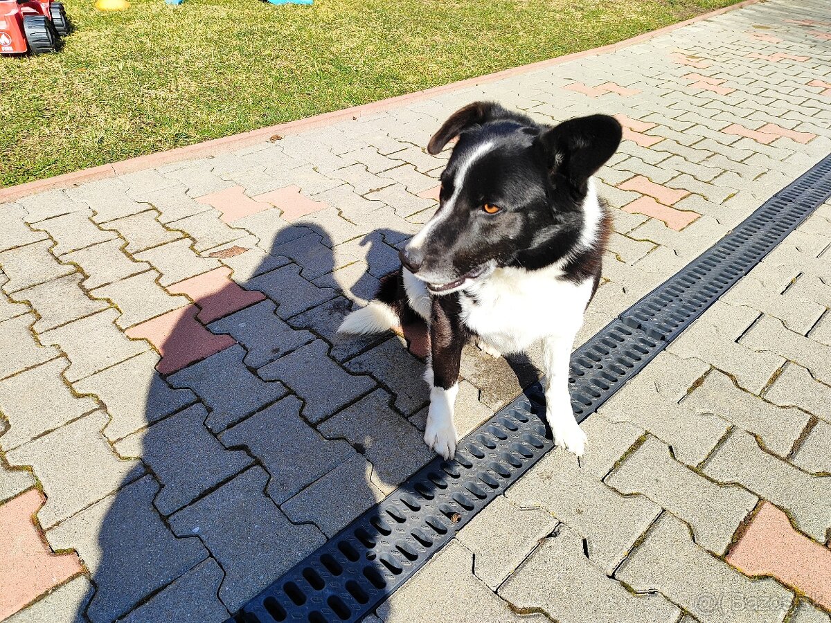 Predám border koliu pes - 4