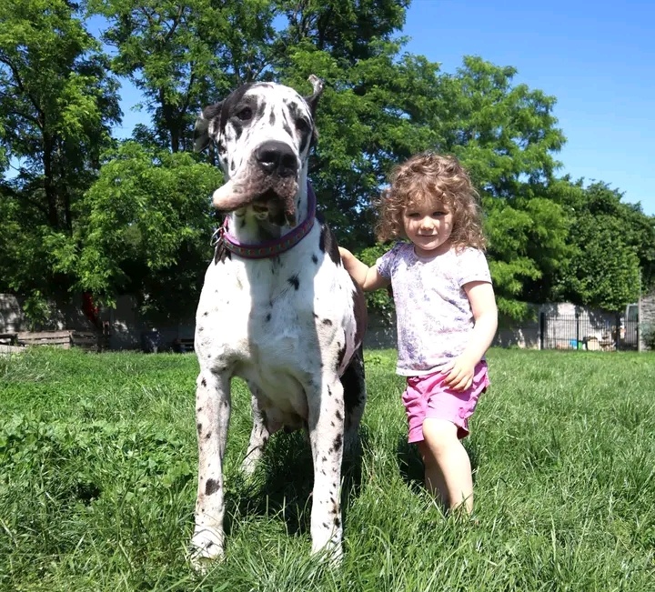 Nemecká doga s PP FCI Harle Černá Merle po šampiónoch - 4