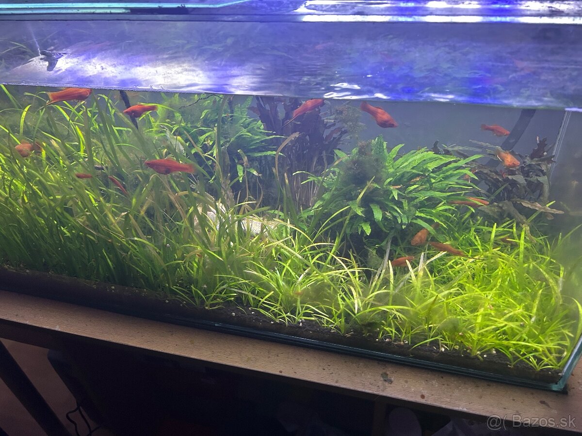 Predám akvárium 150L s komplet vybavením - 4