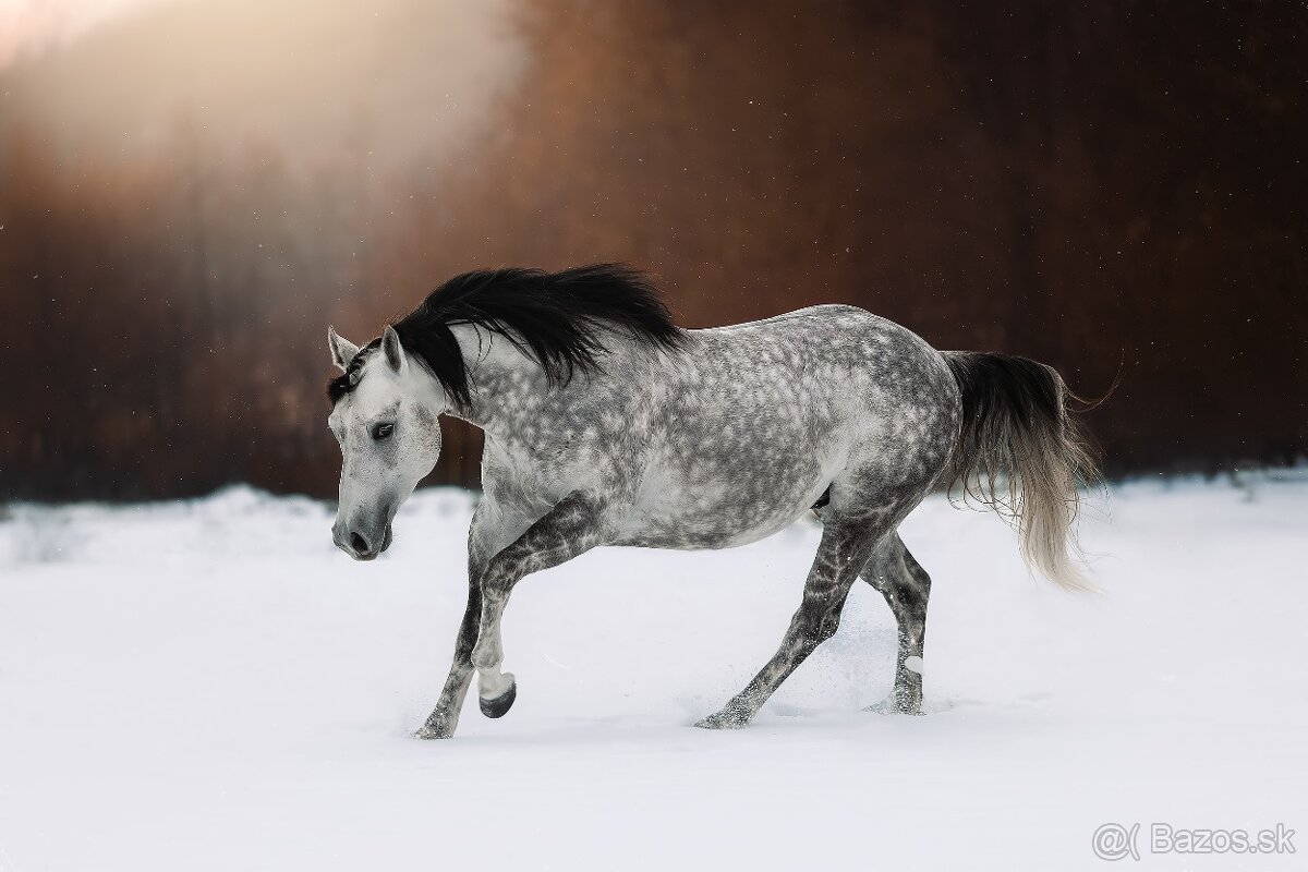 Pripúšťanie QH žrebcom - 4