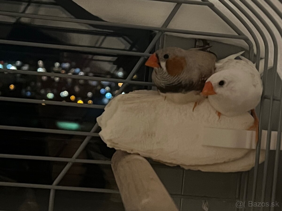 Súrne predám zebricky - 4