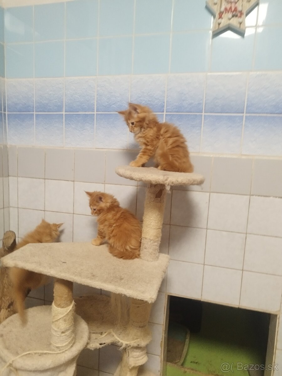 Mainska Myvalia mačka. - 4