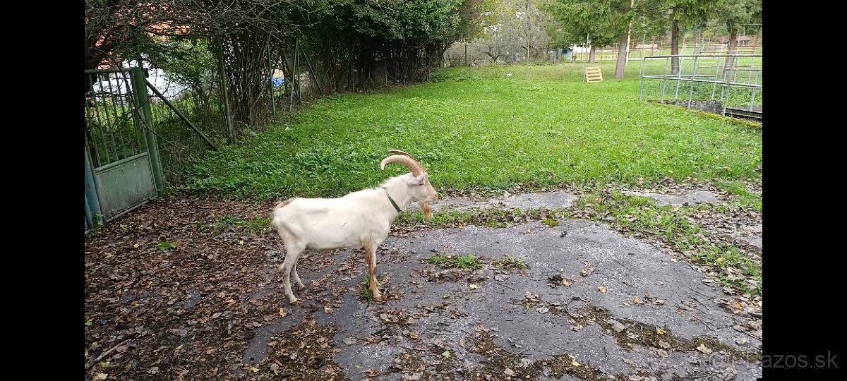 Cap na pripúšťanie ( capko) - 4