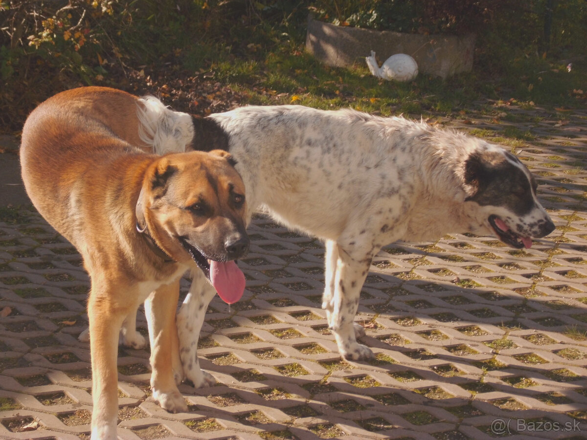 Stredoázijský ovčiak- krytie - 4