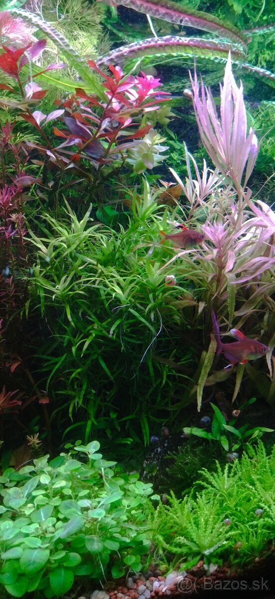 Akvatera, rastliny, krevetky , šváby a iné - 4