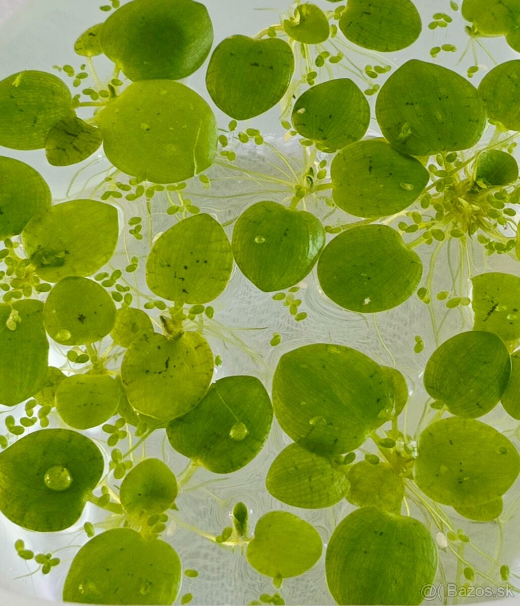 Darujem - Limnobium laevigatum - 4