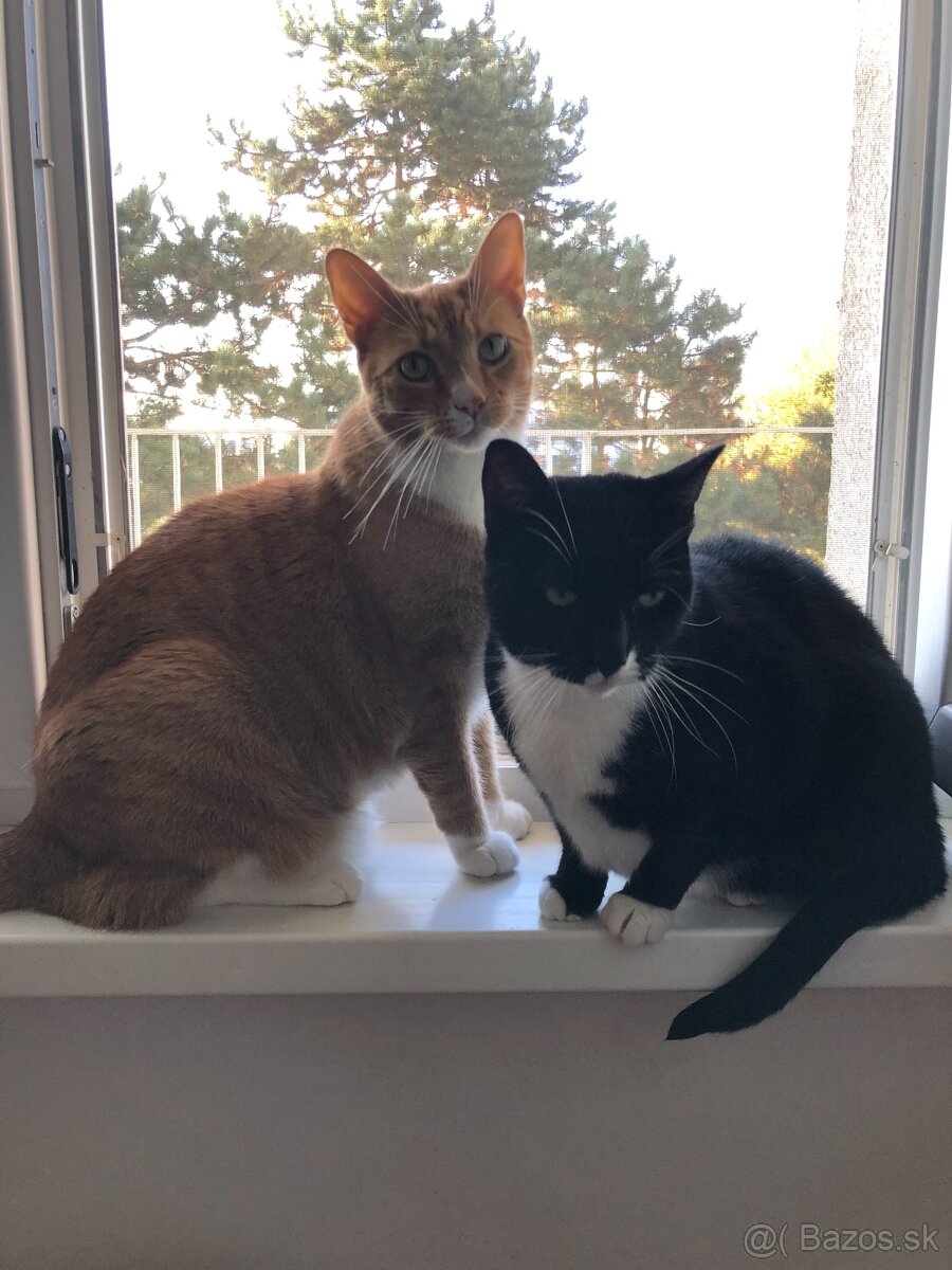 Hľadáme nový domov - 4