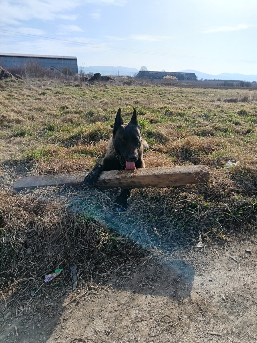 Belgický ovčiak - 4