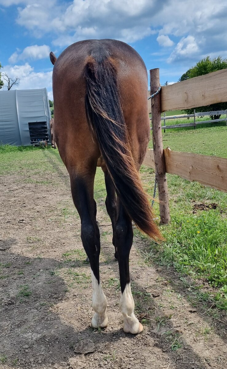 SLEVA, All around klisna APH (VS CodeRed) - 4