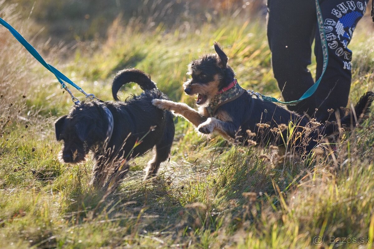 Darujem malú strapatú sučku Ariel - mix jazvečík, bradáč - 4