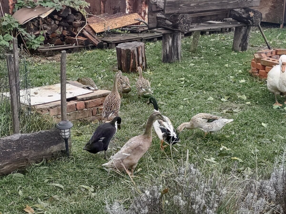 Indicke bezce na predaj - 4