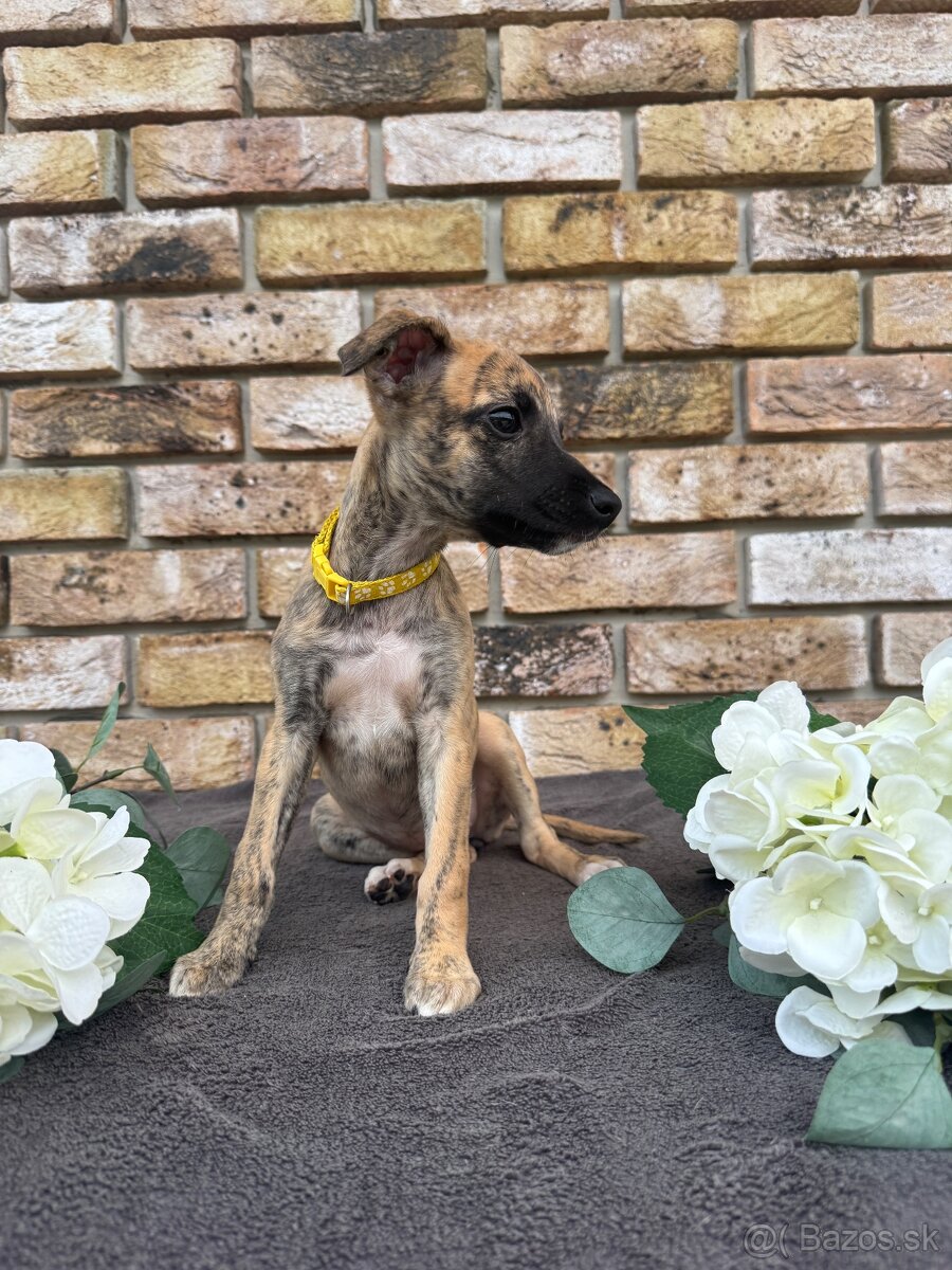 Whippet, Vipet s PP - 4