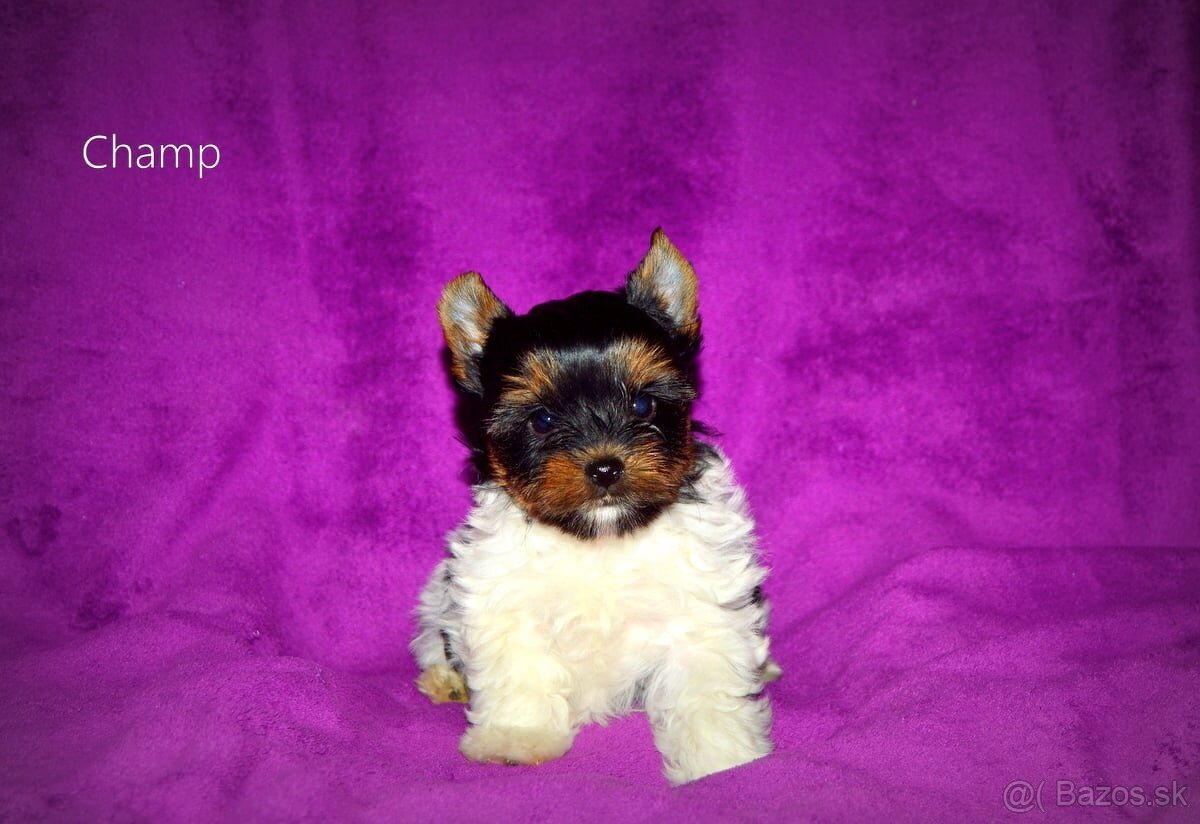 Biewer-yorkshirsky teriér s pp - 4